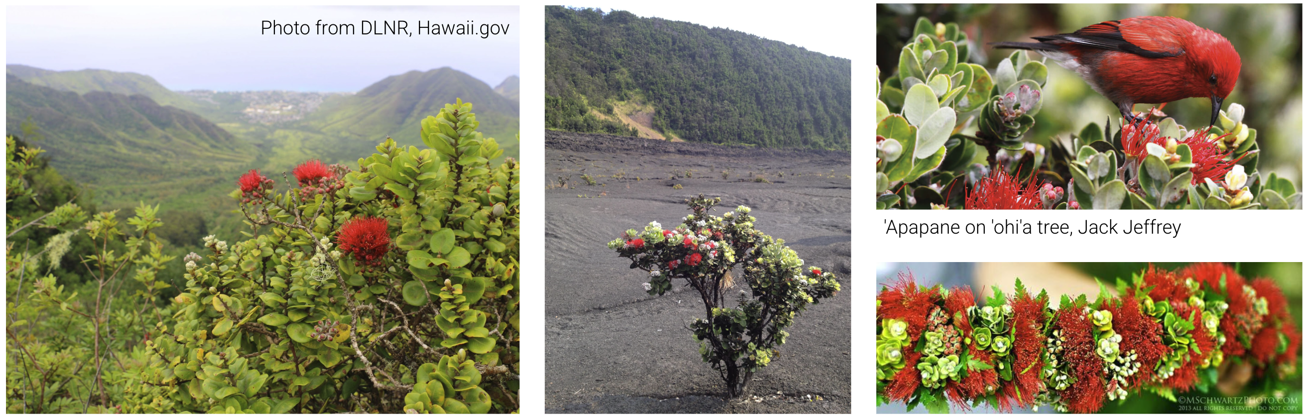 Significance of the ‘ōhi‘a